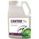 cantor