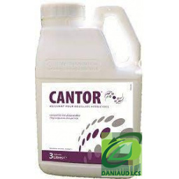 cantor