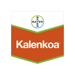 kalenkoa